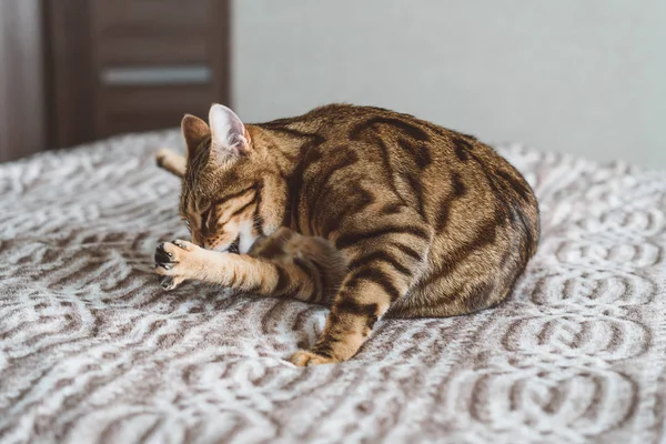 Lindo Gato Bengala Lavándose Lengua Gato Limpio Patas Lavado — Foto de Stock