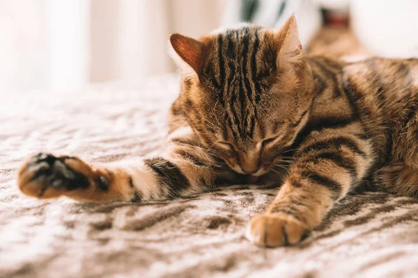 Söt Bengal Katt Tvättar Sig Själv Med Sin Tunga Ren — Stockfoto