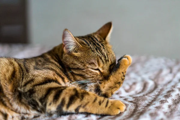 かわいいベンガル猫が舌を洗います 足を洗う きれいな猫 — ストック写真