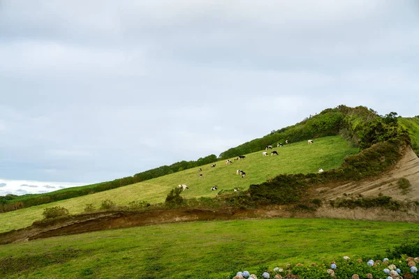 Beautiful Nature View Azores Small Villages Tows Green Nature Fields — Stock Photo, Image