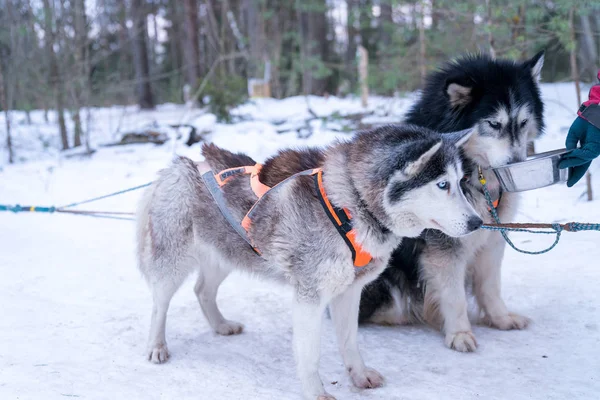 可爱的几个爱斯基摩躺在雪地里的马车 — 图库照片