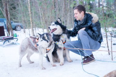 Genç adam tarafından kızakları kış orman sevimli husky köpekleri ile oynarken.
