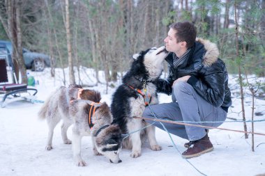 Genç adam tarafından kızakları kış orman sevimli husky köpekleri ile oynarken.