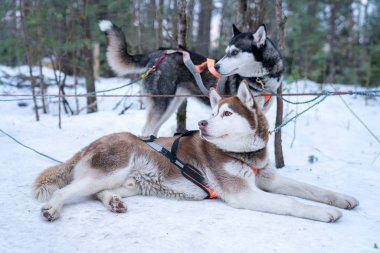 Karda satır sonu yalan şirin birkaç dış yapraklar.