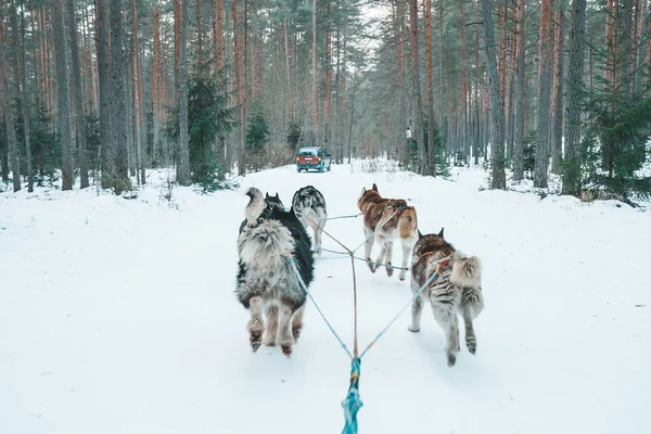 冬季森林中的狗雪橇旅行 — 图库照片