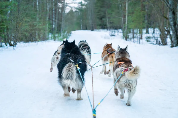 Passeio Trenó Para Cães Floresta Inverno — Fotografia de Stock
