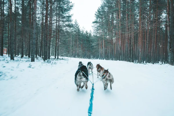 冬季森林中的狗雪橇旅行 — 图库照片
