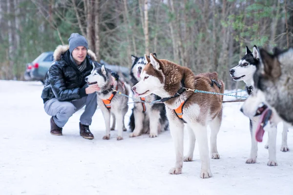 Молодий Чоловік Грає Милими Чоловічими Собаками Зимовому Лісі Санях — стокове фото