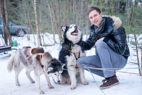 年轻男子玩可爱的哈士奇狗在冬季森林由雪橇 — 图库照片