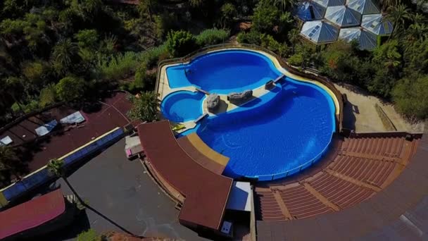 Espectáculo Delfines Parque Palmitos Maspalomas Gran Canaria España Vista Aérea — Vídeo de stock