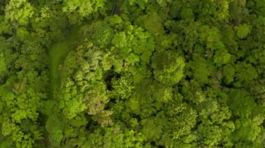 Tobago Adası, Trinidad ve Tobago, Karayip Denizi 'ndeki ormanın güzel doğal manzarası. Arka planda dağlar ve okyanus olan tropik yeşil orman, hava manzaralı drone görüntüsü