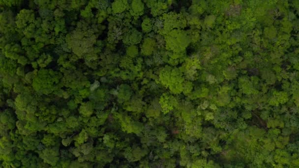 Krásná Přírodní Scenérie Džungle Ostrově Tobago Trinidad Tobago Karibské Moře — Stock video