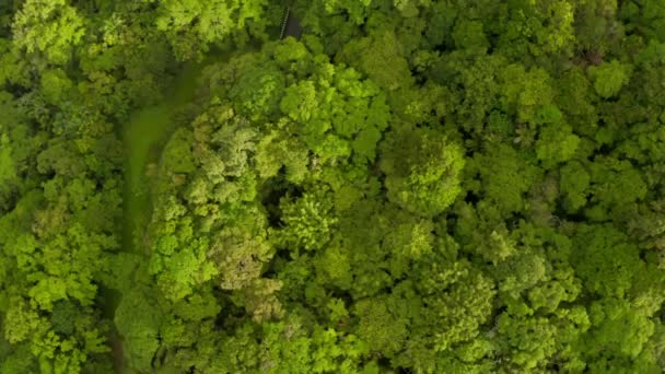 Tobago Adası Trinidad Tobago Karayip Denizi Ndeki Ormanın Güzel Doğal — Stok video