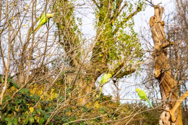 Londra parklarında uçan güzel yeşil papağanlar. Gerçekten dost canlısı ve insanların üzerine otur. Londra 'da Yaşam.