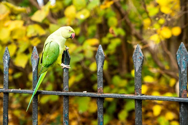 Beautiful green parrots flying in London parks. Really friendly and sit on humans. Life in London.