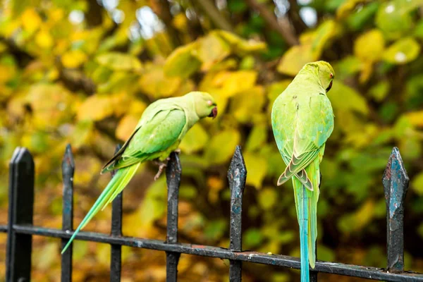 Beautiful Green Parrots Flying London Parks Really Friendly Sit Humans — Stock Photo, Image