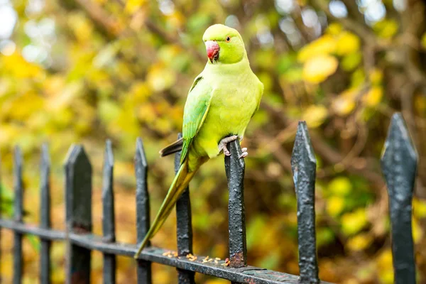 Beautiful Green Parrots Flying London Parks Really Friendly Sit Humans — Stock Photo, Image