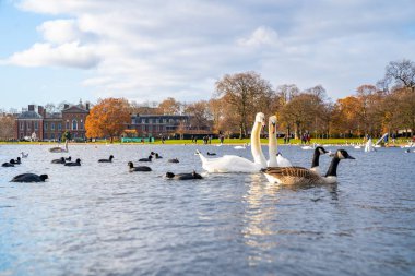 Romantic swans swimming in a pond in London, UK. Beautiful wildlife in London.