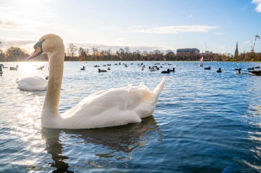 Romantic swans swimming in a pond in London, UK. Beautiful wildlife in London.