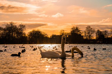 Romantic swans swimming in a pond in London, UK. Beautiful wildlife in London.