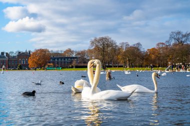 Romantic swans swimming in a pond in London, UK. Beautiful wildlife in London.