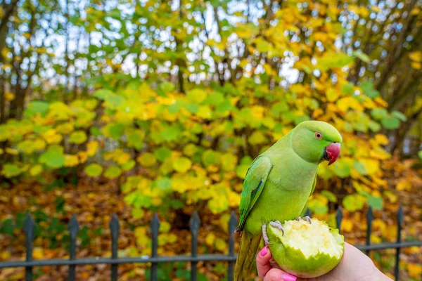 Beautiful Green Parrots Flying London Parks Really Friendly Sit Humans — Stock Photo, Image