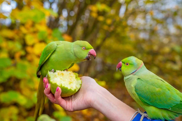 Beautiful Green Parrots Flying London Parks Really Friendly Sit Humans — Stock Photo, Image