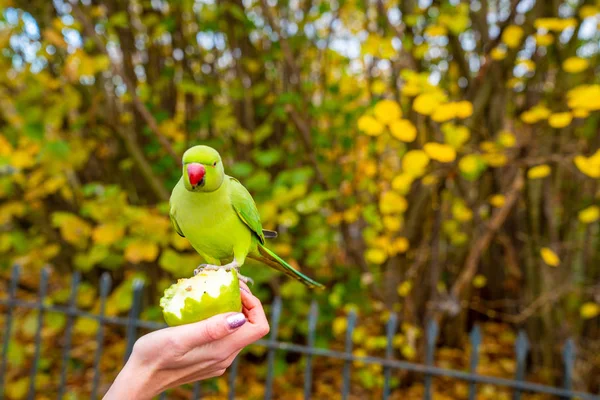 Beautiful Green Parrots Flying London Parks Really Friendly Sit Humans — Stock Photo, Image