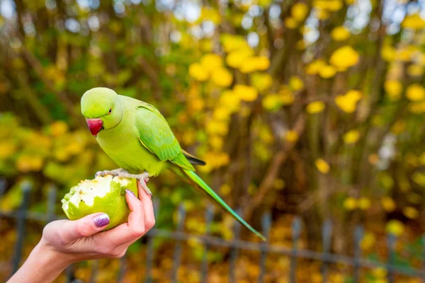 Beautiful green parrots flying in London parks. Really friendly and sit on humans. Life in London.