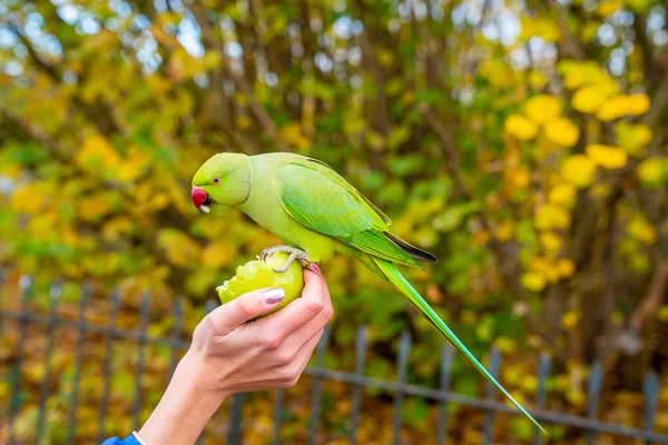 Beautiful Green Parrots Flying London Parks Really Friendly Sit Humans — Stock Photo, Image