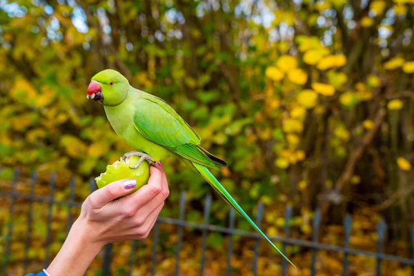 Belos Papagaios Verdes Voando Parques Londres Muito Amigável Sentar Humanos — Fotografia de Stock