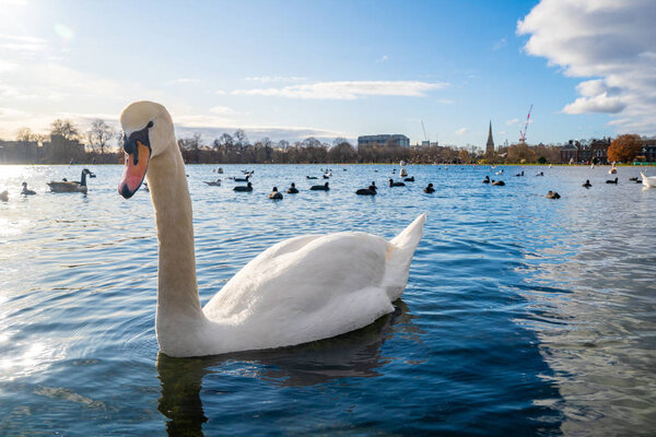 Romantic swans swimming in a pond in London, UK. Beautiful wildlife in London.