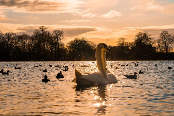 Романтические Лебеди Плавающие Пруду Лондоне Великобритания Прекрасная Дикая Природа Лондона — стоковое фото