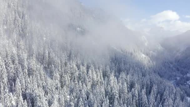 スイスの冬の森の真ん中に雪の山の松の上からの空中ビュー 魔法の雪の冬の自然 — ストック動画