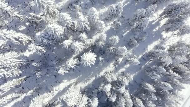 Aerial View Top Snowy Mountain Pines Middle Winter Forest Switzerland — 비디오