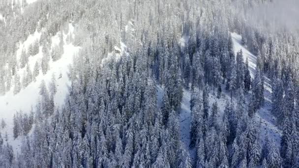 Повітряний Вид Вершини Сніжних Гірських Сосен Середині Зимового Лісу Швейцарії — стокове відео