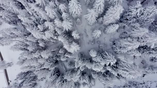 Luftaufnahme Von Der Spitze Schneebedeckter Latschenkiefern Inmitten Des Winterwaldes Der — Stockvideo