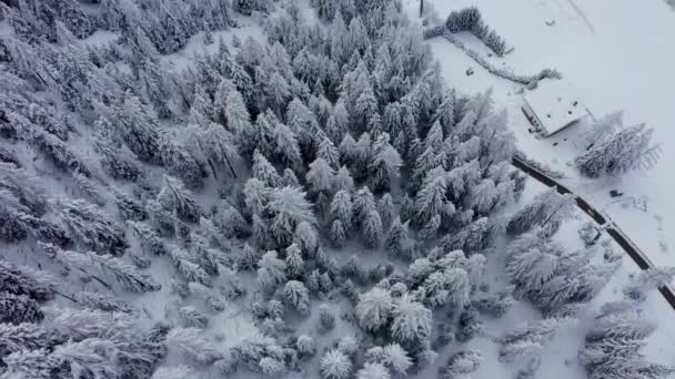 Aerial View Top Snowy Mountain Pines Middle Winter Forest Switzerland — Stockvideo