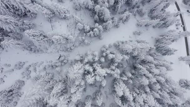 Αεροφωτογραφία Από Την Κορυφή Του Χιονισμένου Βουνού Πεύκα Στη Μέση — Αρχείο Βίντεο