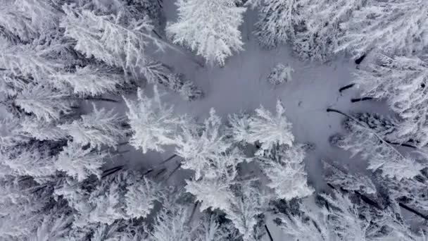 Vista Aérea Topo Pinheiros Montanha Nevados Meio Floresta Inverno Suíça — Vídeo de Stock