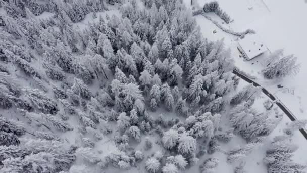 Vista Aérea Desde Cima Los Pinos Nevados Montaña Medio Del — Vídeos de Stock