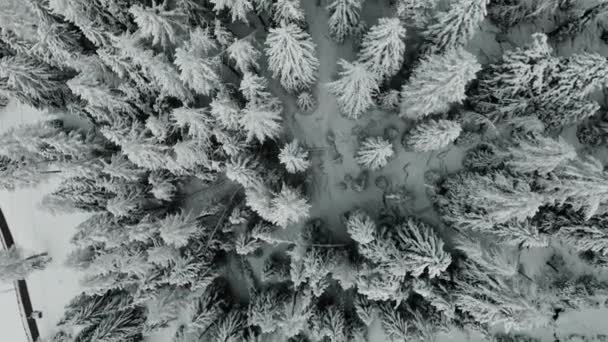 Vue Aérienne Depuis Sommet Des Pins Montagne Enneigés Milieu Forêt — Video