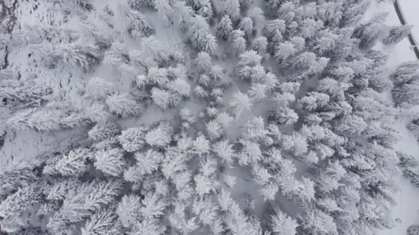 Légi Kilátás Tetején Havas Hegyi Fenyők Közepén Téli Erdő Svájcban — Stock videók