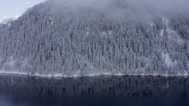 Luftaufnahme Von Der Spitze Schneebedeckter Latschenkiefern Inmitten Des Winterwaldes Der — Stockvideo