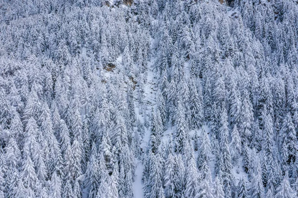 Aerial view from the top of snowy mountain pines in the middle of the winter forest in Switzerland. Magical snowy winter nature.