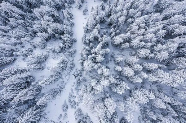 Légi Kilátás Tetején Havas Hegyi Fenyők Közepén Téli Erdő Svájcban — Stock Fotó