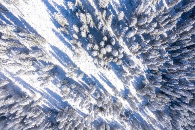 Aerial view from the top of snowy mountain pines in the middle of the winter forest in Switzerland. Magical snowy winter nature. 