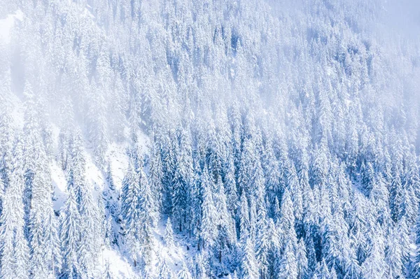 Aerial view from the top of snowy mountain pines in the middle of the winter forest in Switzerland. Magical snowy winter nature.