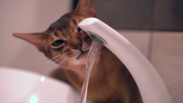 Abyssinian Cute Cat Drinking Water Slow Motion Beautiful Abyssinian Cat — Stock Video