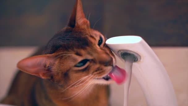 Abyssinian Cute Cat Drinking Water Slow Motion Beautiful Abyssinian Cat — Stock Video